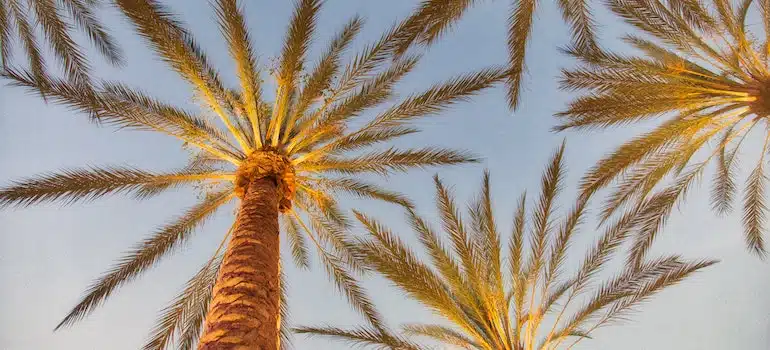 shot of palm trees from below